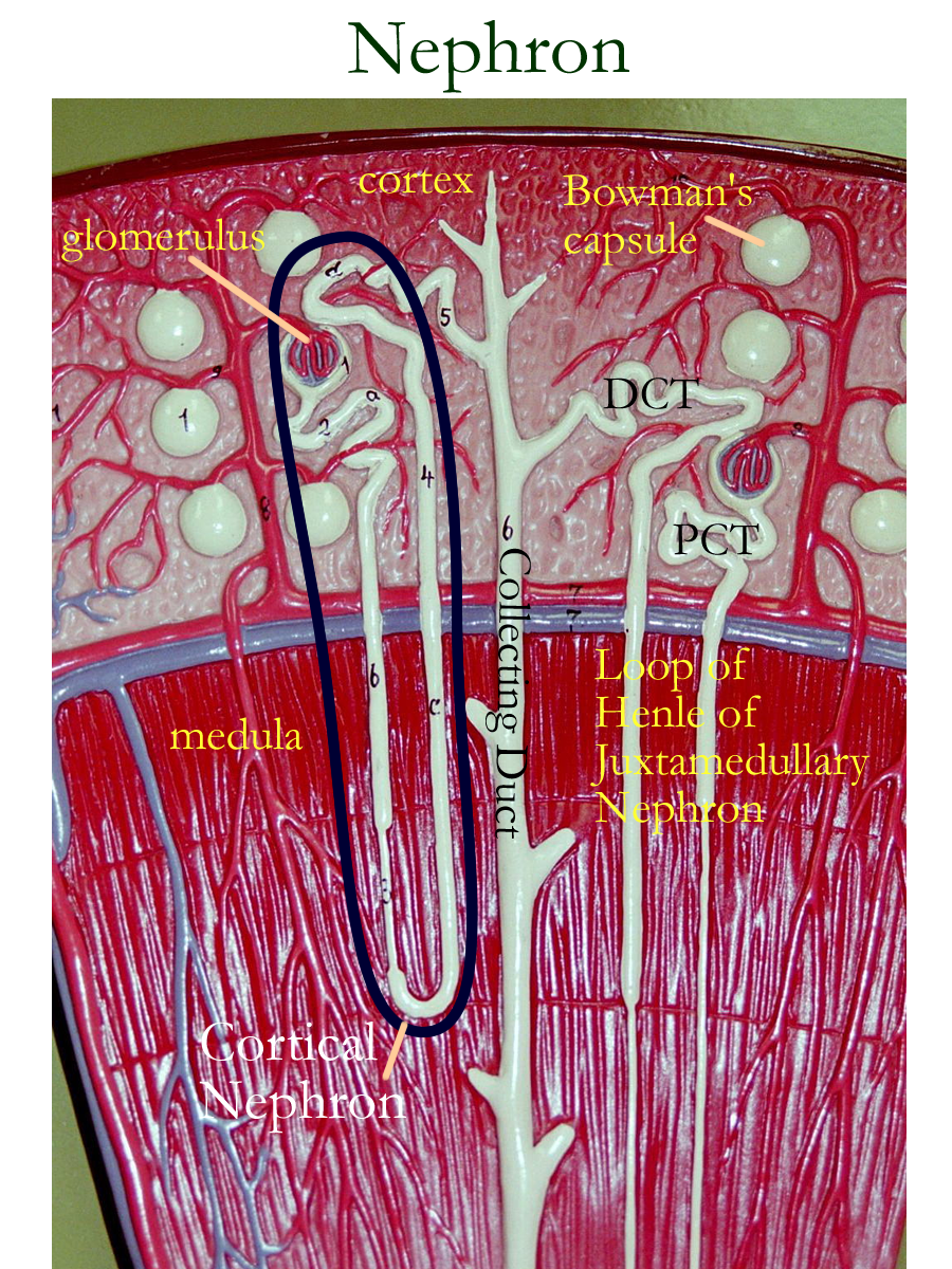 Nephron Kidney Model
